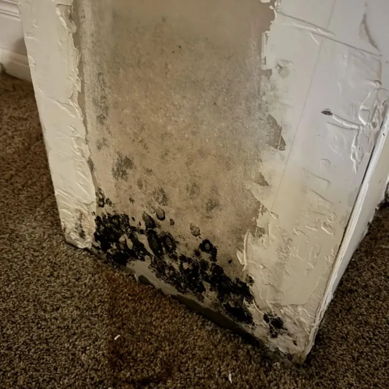 Professional Mold Removal in Bolivar, TN